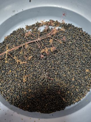 이명숙님의 12월 작물 자랑하기 · 참여글 작성글 사진