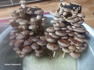 이창우님의 12월 작물 자랑하기 · 참여글 작성글 사진