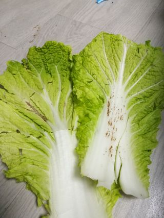 초보굴백이님의 배추 · 병해충상담 작성글 사진