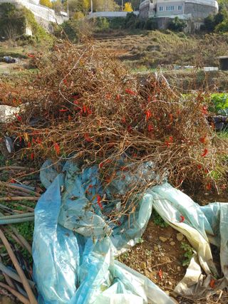 추연호님의 공짜로 가질 수 있다면 나의 선택은? · 참여글 작성글 사진