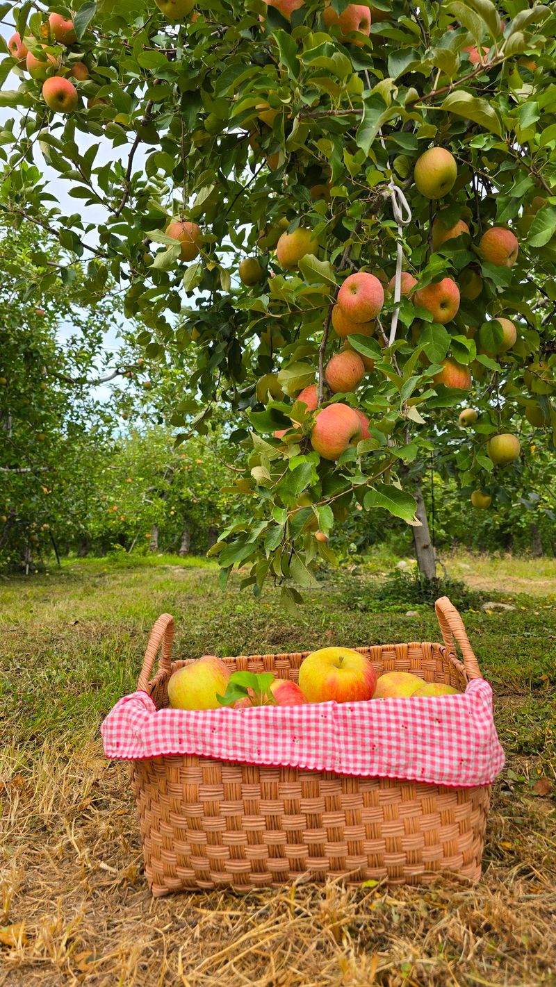 장터 상품 [밀양 얼음골 사과 3K 12과] 썸네일