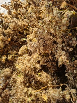 이명숙님의 기타작물 · 영농일지 작성글 사진