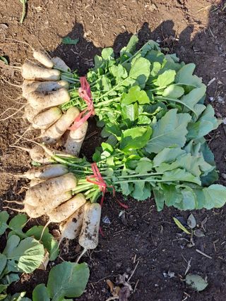 정종대님의 기타작물 · 영농일지 작성글 사진