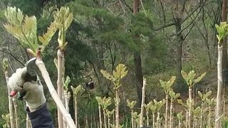 알 수 없음님의 두릅 · 영농일지 작성글 사진