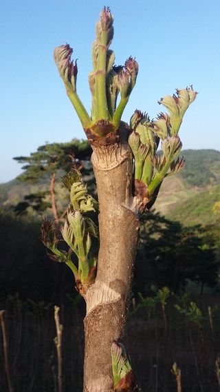 알 수 없음님의 두릅 · 영농일지 작성글 사진