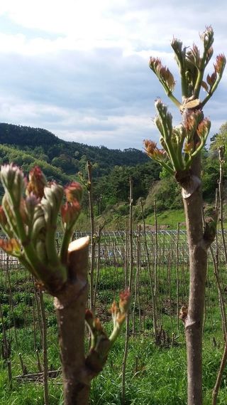 알 수 없음님의 두릅 · 영농일지 작성글 사진