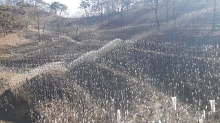 알 수 없음님의 두릅 · 영농일지 작성글 사진
