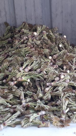 알 수 없음님의 두릅 · 영농일지 작성글 사진