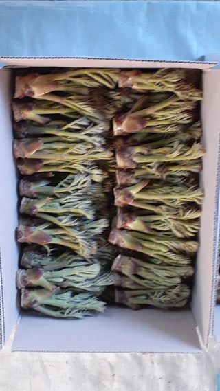 알 수 없음님의 두릅 · 영농일지 작성글 사진