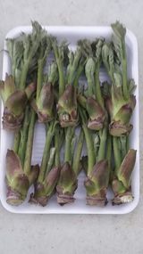 팜모닝 두릅·영농일지 게시글 이미지