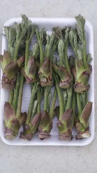 알 수 없음님의 두릅 · 영농일지 작성글 사진