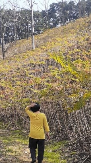 알 수 없음님의 두릅 · 영농일지 작성글 사진