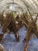 팜모닝 팜모닝·출석 게시글 이미지