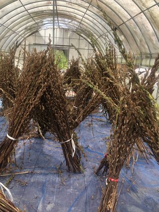 지안이/손주농장주인님의 팜모닝 · 출석 작성글 사진