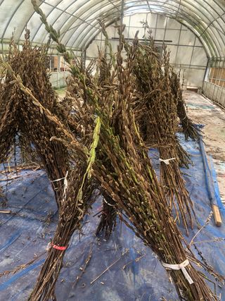 지안이/손주농장주인님의 팜모닝 · 출석 작성글 사진