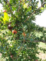 팜모닝 팜모닝·출석 게시글 이미지