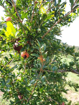 박현순님의 팜모닝 · 출석 작성글 사진