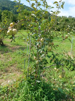 박현순님의 팜모닝 · 출석 작성글 사진