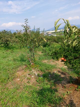 박현순님의 팜모닝 · 출석 작성글 사진