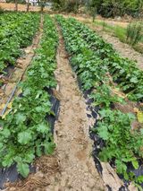 팜모닝 공짜로 가질 수 있다면 나의 선택은?·참여글 게시글 이미지