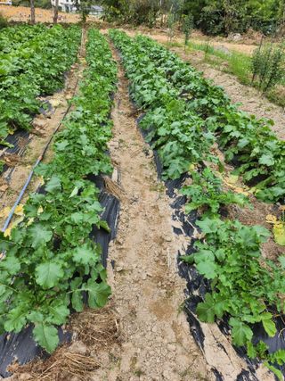 이준희님의 공짜로 가질 수 있다면 나의 선택은? · 참여글 작성글 사진