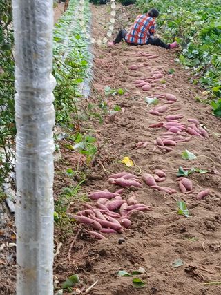 서병일님의 공짜로 가질 수 있다면 나의 선택은? · 참여글 작성글 사진