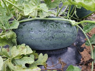 안산제일농약사님의 작성글 사진