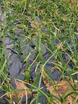 팜모닝 마늘·병해충상담 게시글 이미지