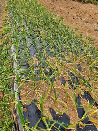 김진영님의 마늘 · 병해충상담 작성글 사진