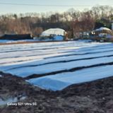 팜모닝 마늘·영농일지 게시글 이미지