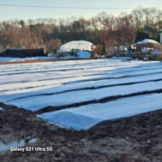 이천산수유님의 마늘 · 영농일지 작성글 사진