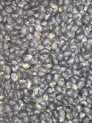 진남님의 농사, 무엇이든 물어보세요! · 참여글 작성글 사진