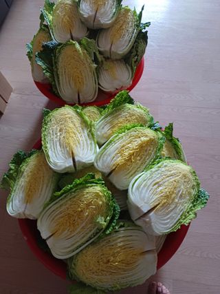 결단이님의 기타작물 · 영농일지 작성글 사진