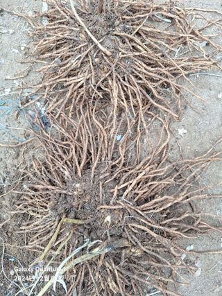 김용환님의 12월 작물 자랑하기 · 참여글 작성글 사진