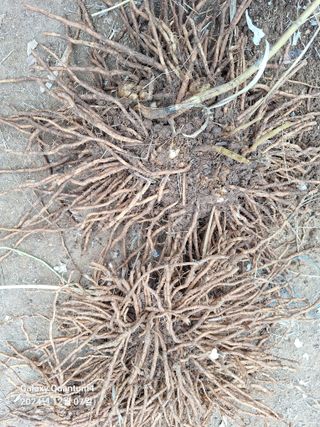 김용환님의 12월 작물 자랑하기 · 참여글 작성글 사진