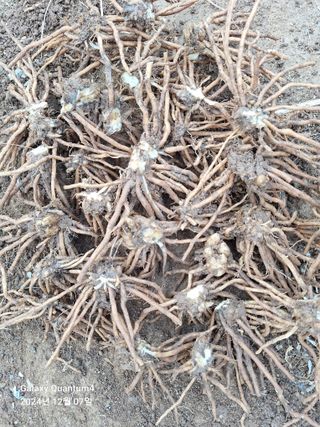 김용환님의 12월 작물 자랑하기 · 참여글 작성글 사진