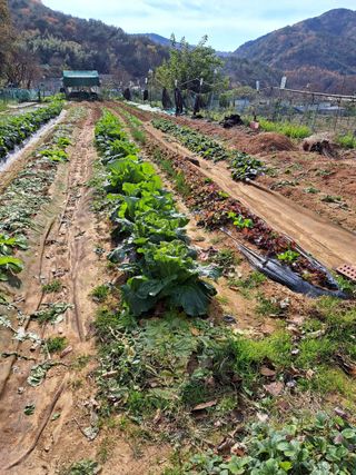 권찬훈님의 상추 · 영농일지 작성글 사진