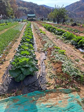 권찬훈님의 상추 · 영농일지 작성글 사진