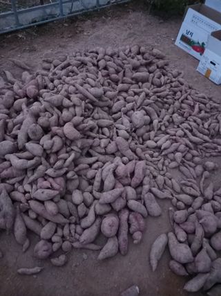 고구마22422님의 공짜로 가질 수 있다면 나의 선택은? · 참여글 작성글 사진