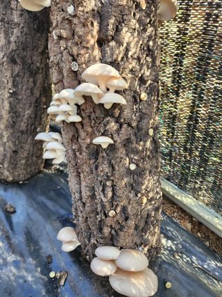 성사동이쁜이님의 공짜로 가질 수 있다면 나의 선택은? · 참여글 작성글 사진