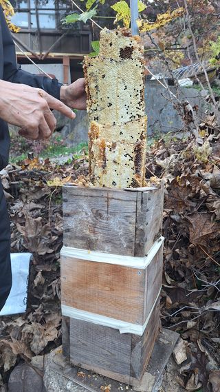 삼솔님의 자유주제 · 자유게시판 작성글 사진
