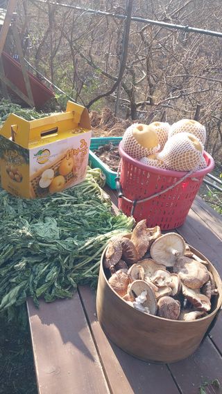 손경식드림농장님의 작성글 사진