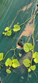 팜모닝 자유주제·자유게시판 게시글 이미지