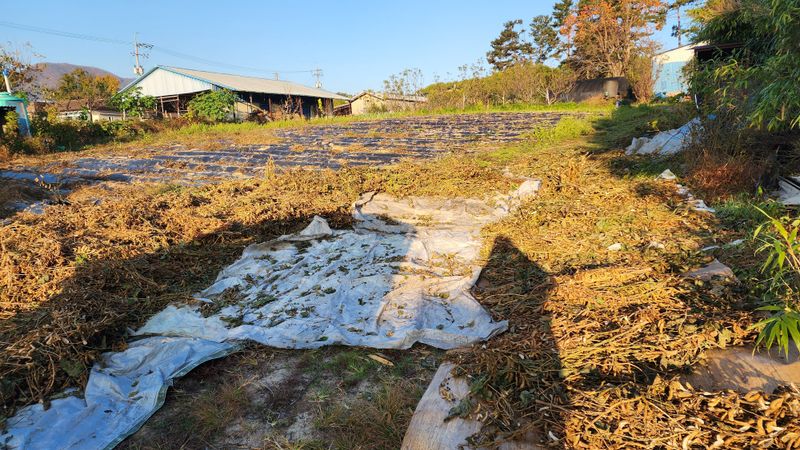 김우진님의 장터 판매 상품 [서리태 1키로] 첨부 사진