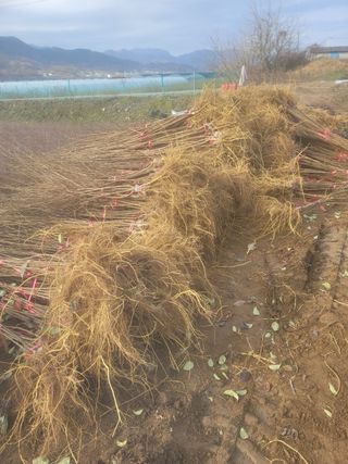 일심묘목농원님의 자유주제 · 자유게시판 작성글 사진