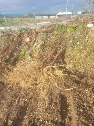 일심묘목농원님의 자유주제 · 자유게시판 작성글 사진