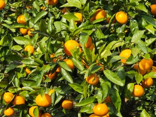 감귤지기님의 12월 작물 자랑하기 · 참여글 작성글 사진