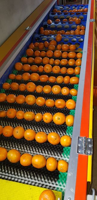 감귤지기님의 12월 작물 자랑하기 · 참여글 작성글 사진