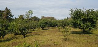감귤지기님의 12월 작물 자랑하기 · 참여글 작성글 사진