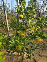 팜모닝 귤·영농일지 게시글 이미지